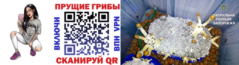 цены Динская Галлюциногенные грибы ЛСД
